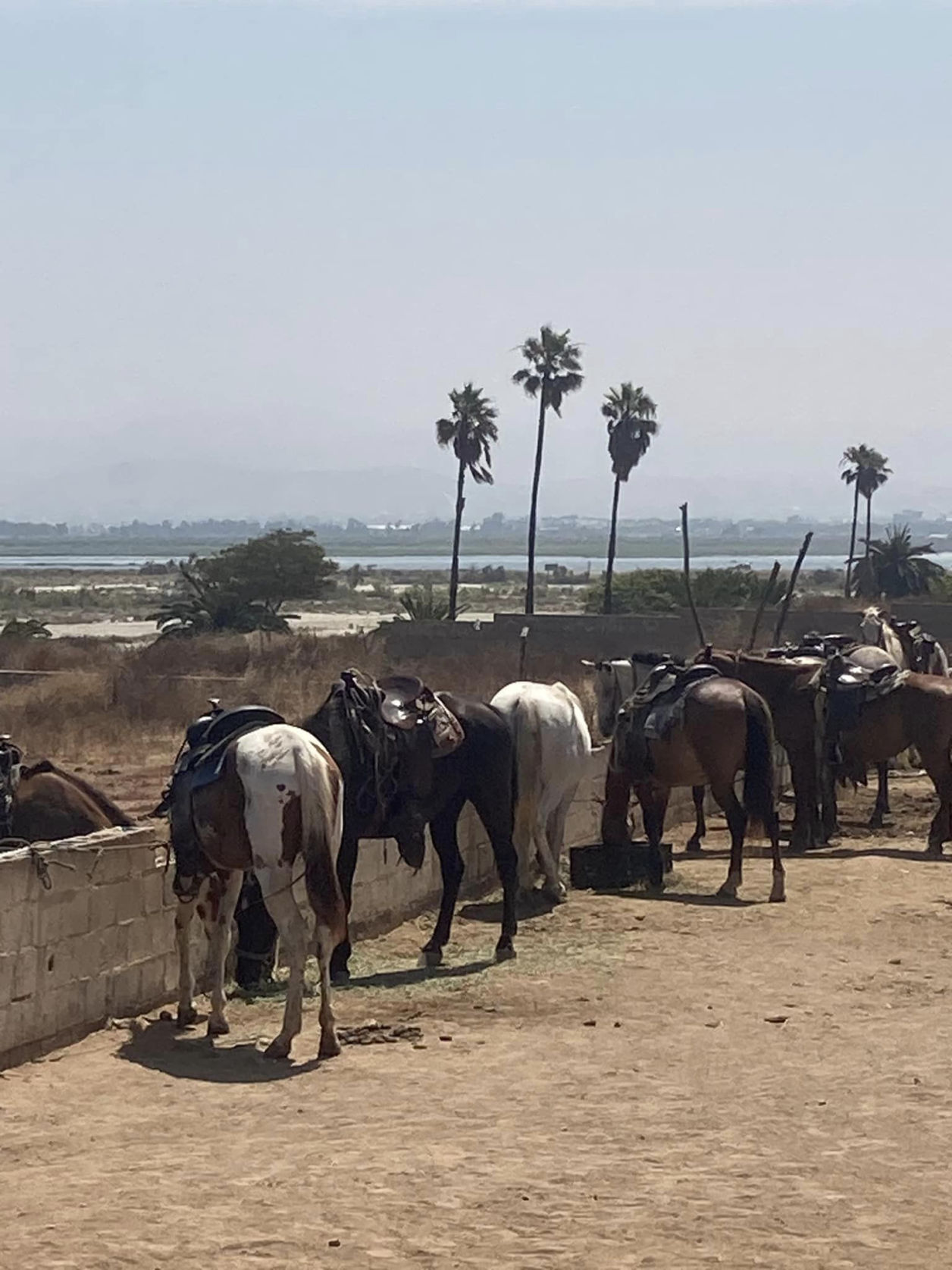 horseback riding